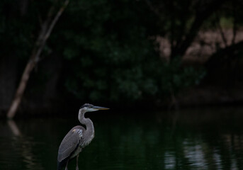 Peaceful shadows, water, and Great Blue Heron are urban tranquility and quiet at Fort Lowell Park, Tucson, Arizona