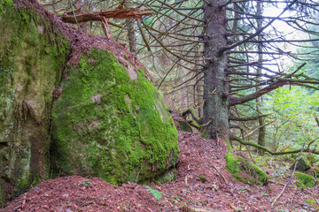 Moss covered rock face and a old gnarly spruce tree