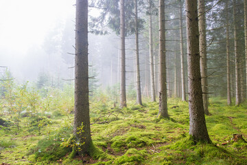 Morning mist in the spruce forest