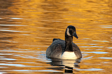 beautiful goose and swan on blue lake water in sunny day during summer, swans on pond, nature series