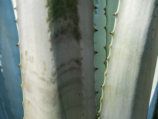 Succulent plant close-up, thorn and detail on leaves of Agave plant