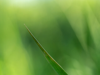 Lights and Green with yellow color on nature defocus abstract blur background