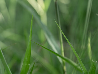 Lights and Green with yellow color on nature defocus abstract blur background