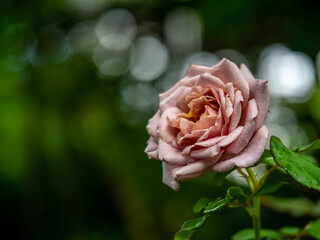 Shape and colors of Koko Loco roses that blooming