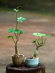 The Caudiciform Ivy gourd setting is put in a small pot as a mini bonsai