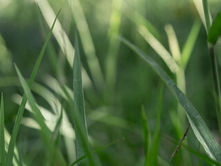 Lights and Green with yellow color on nature defocus abstract blur background