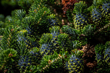 Cool sharp geometric patterns of Nature found in tropical pinecone