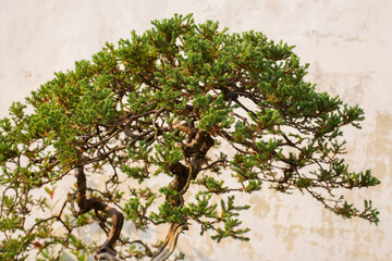 Bonsai at The Humble Administrator Garden, Suzhou, Jiangsu province, China, Asia