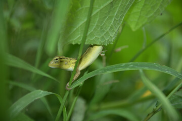 The Common Lizard Of India!