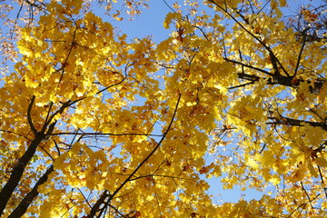 Bright yellow maple tree autumn leaves on blue sky background bottom up view. Beautiful october autumnal landscape.