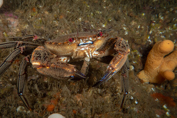 Cold water crab underwater in the North Sea - Northern England 