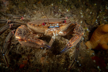 Cold water crab underwater in the North Sea - Northern England 