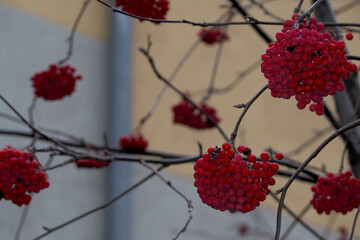 red rowan berries hang on a tree on an autumn day.  nature in autumn.  red berries