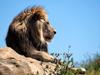 Portrait of lion (Panthera leo) lying on rock and seen from profile on blue sky background