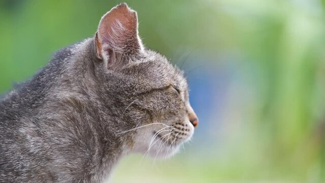 Big gray stray cat resting on steet outdoors in summer