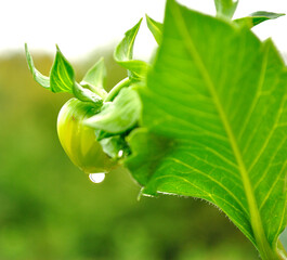 leaf with water drops