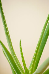 Close-up aloe vera on a beige background, space for text. Vertically.