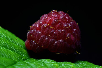 raspberry on black