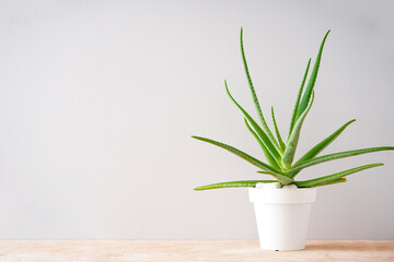Aloe vera in white pot on colour background, space for text.
