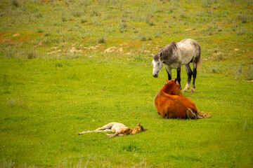A herd of horses graze in the meadow in summer and spring, the concept of cattle breeding, with space for text.