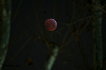 Luna rossa dietro gli alberi