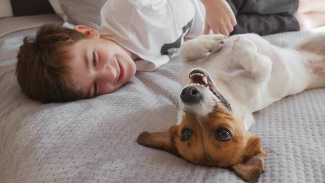 Happy boy playing with dog Jack Russell Terrier on bed touching dog nose, Jack Russell Terrier lying on bed looking camera up early morning. Smiling sleepy child pet playing in bed. Childhood. Family