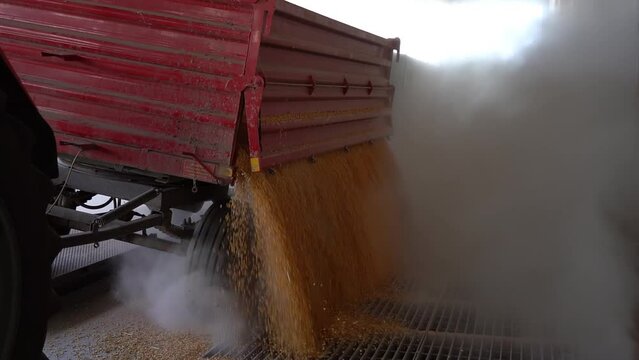 Harvested Corn Grain Being Poured From A Tractor Trailer Into A Grain Elevator. Ethanol Production Facility  Receiving Corn from Area Farmers. Loading Corn Into The Silo.