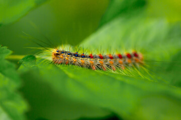 A beautiful caterpillar crawls on the leaves in the forest. Parasites in agriculture eat plant foods. Disinfection and insecticides. Close-up