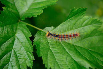 A beautiful caterpillar crawls on the leaves in the forest. Parasites in agriculture eat plant foods. Disinfection and insecticides. Close-up