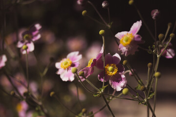 Pink Japanese anemones on a green natural background. Growing hybrid plants in a botanical garden. Flowering of summer, fall plants. Honorine jobert anemone flowering. Floral wallpaper. Floriculture.
