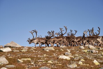 Norwegian reindeer (Rangifer tarandus tarandus) flock grazing on the Norefjell mountaintop