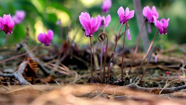 Pink lilac cyclamen hederifolium flowers grow on forest edge in a botanical garden, park, forest in the wild in summer. Blooms in a national park in spring. Nature's awakening. Wild cyclamens in woods