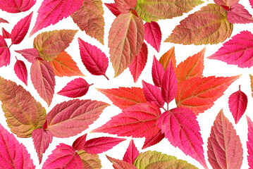 Seamless pattern with bright burgundy leaves on a white background.