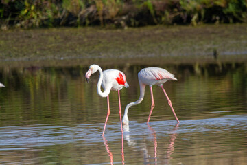 pink flamingo migratory bird ponds and salt flats regional park po delta ferrara