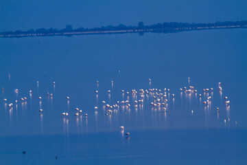 pink flamingo migratory bird ponds and salt flats regional park po delta ferrara