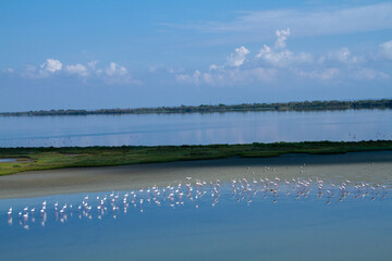 pink flamingo migratory bird ponds and salt flats regional park po delta ferrara