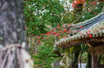 兵庫県三田市光明寺の紅葉