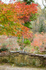 兵庫県三田市光明寺の紅葉