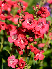 Red beardtongue flowers (Penstemon) in a garden