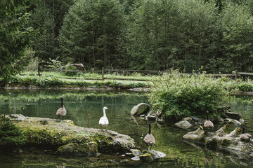 Teich / Enten / Gänse © Petra Fischer