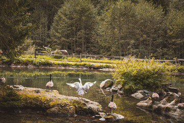 Teich / Enten / Gänse