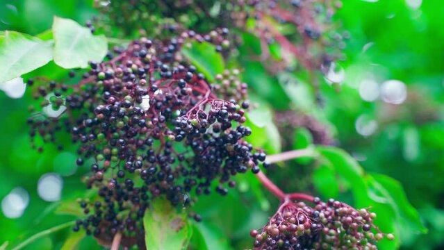 Black elderberry fruits hang on a tree close-up on a blurred background. Black berries in inflorescence on a tree. Smooth camera movement