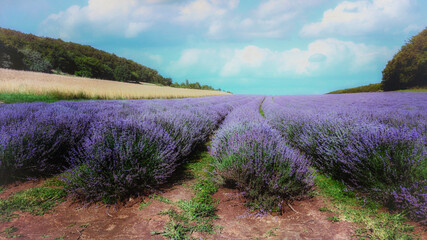 Fototapeta na wymiar lavender field in the afternoon
