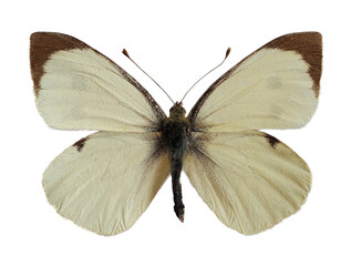 Male large white butterfly, also called Cabbage Butterfly or Cabbage White (Pieris brassicae), open wings isolated on white background