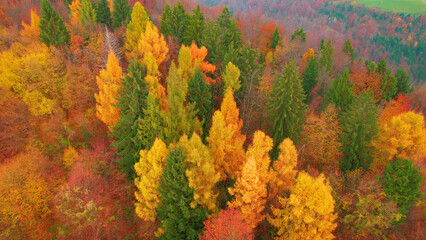 AERIAL: Beautiful colour contrast between conifers and deciduous trees in autumn
