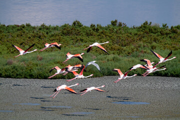 pink flamingo migratory bird ponds and salt flats regional park po delta ferrara