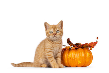 Adorable red British Shorthair cat kitten, sitting beside orange fake pumpkin. Looking towards camera. Isolated on a white background.