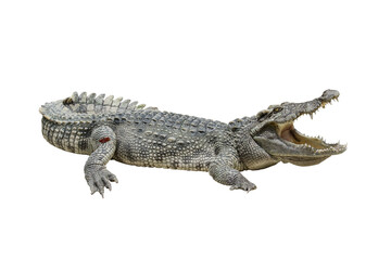 one freshwater crocodile opening mouth, reptile animal - obrazy, fototapety, plakaty