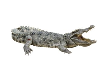 one freshwater crocodile opening mouth, reptile animal