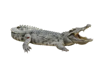  one freshwater crocodile opening mouth, reptile animal © lamyai